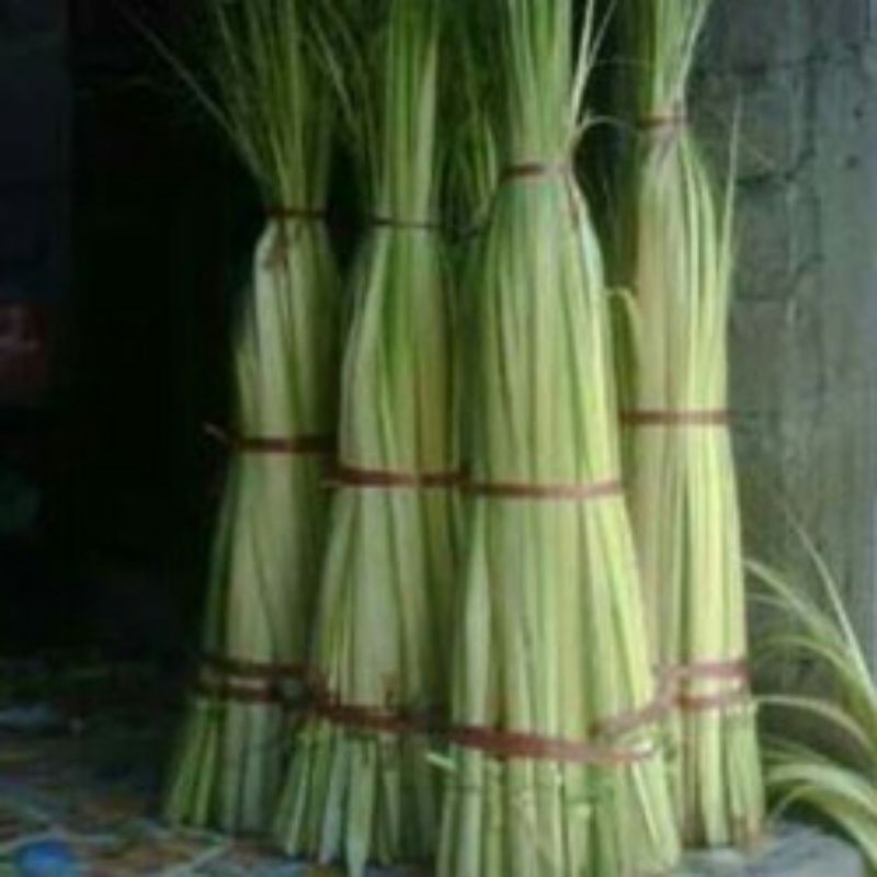 

janur untuk ketupat