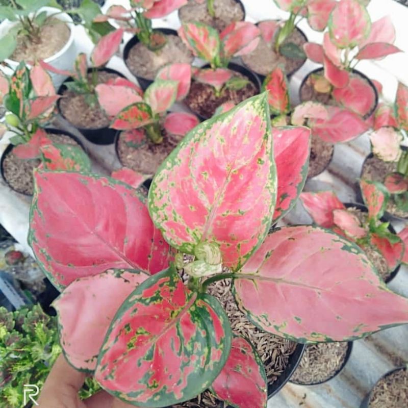 PROMO LEBARAN  RED HEART AGLONEMA