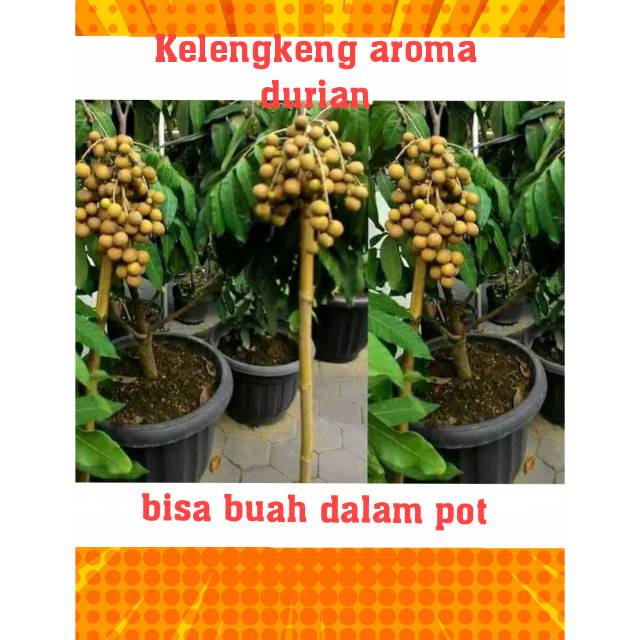 Bibit aroma durian / klengkeng aroma durian /bibit kelengkeng aroma durian /bibit/ kelengkeng asli