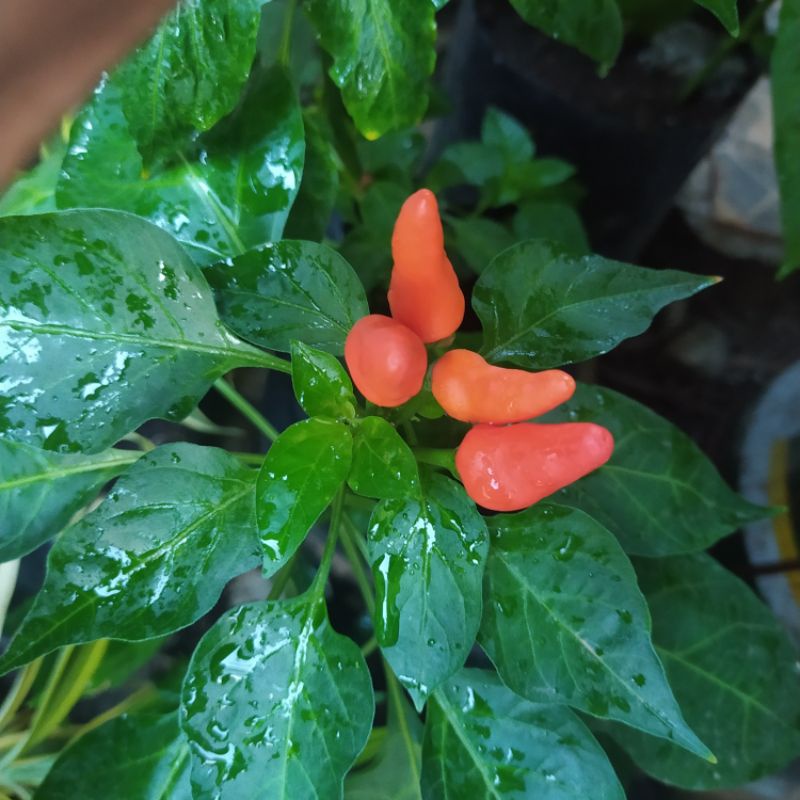 TANAMAN CABAI/CABE RAWIT | BIBIT CABE || CABAI RAWIT SIAP TANAM || TANAMAN CABE RAWIT MURAH | BIBIT 