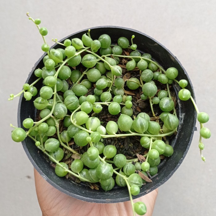 string of pearl