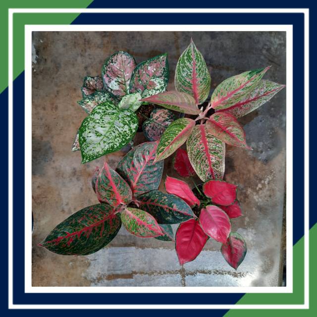 AGLAONEMA PAKET ROMANTIS DUD TRI COLOUR LEGACY STARDUST RED ANJA