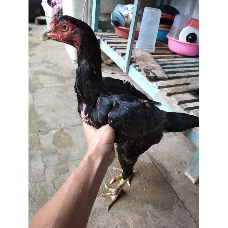 betina ayam shamo cross