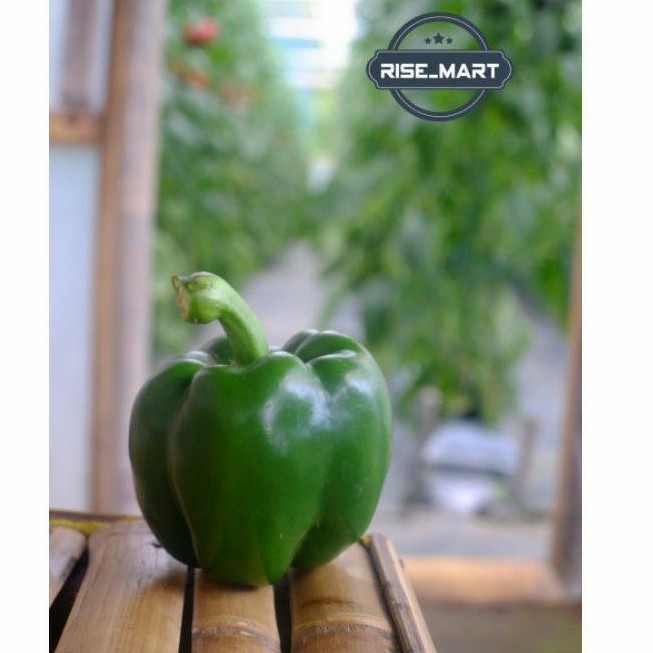 

Paprika Hijau 1pcs atau 1 biji cabe green paprika