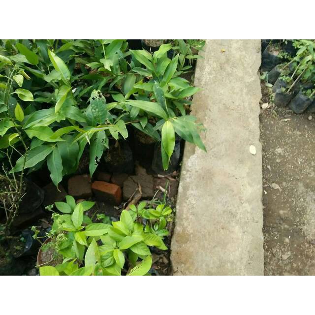 BIBIT JAMBU AIR SUGAR ROSE APEL