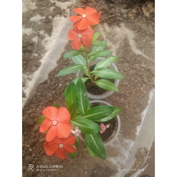 bibit vinca Orange mandarin