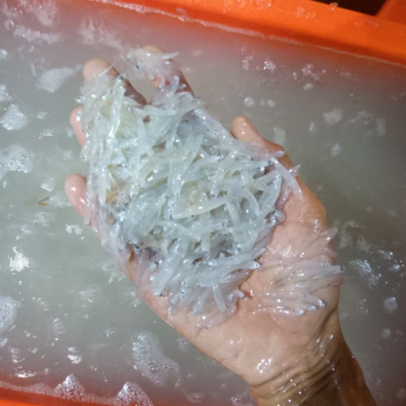 

Teri Medan Teri Nasi Segar Basah Tawar 1 Kg Teri MPASI