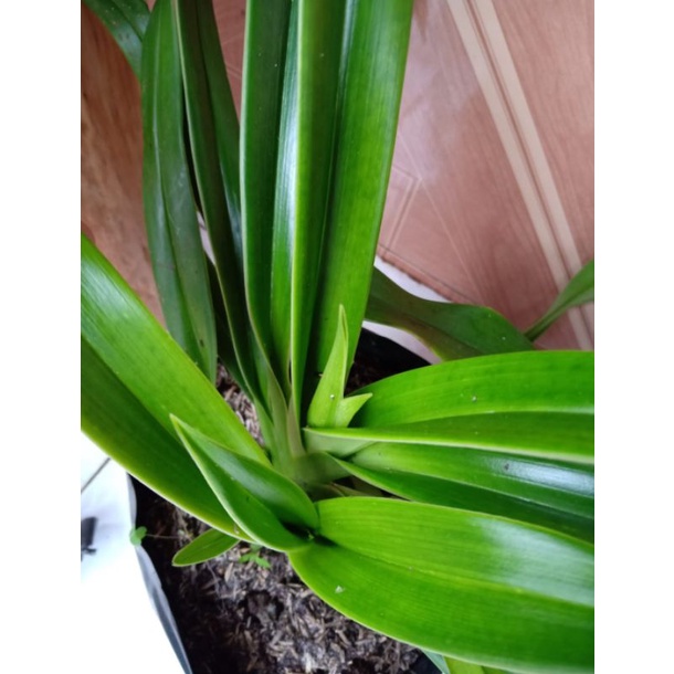 Harga phragmipedium Terbaru Feb 2026 | BigGo Indonesia