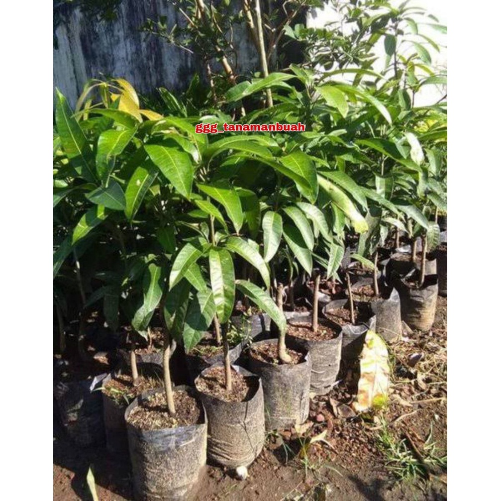 Bibit Mangga Kiojay Import Okulasi