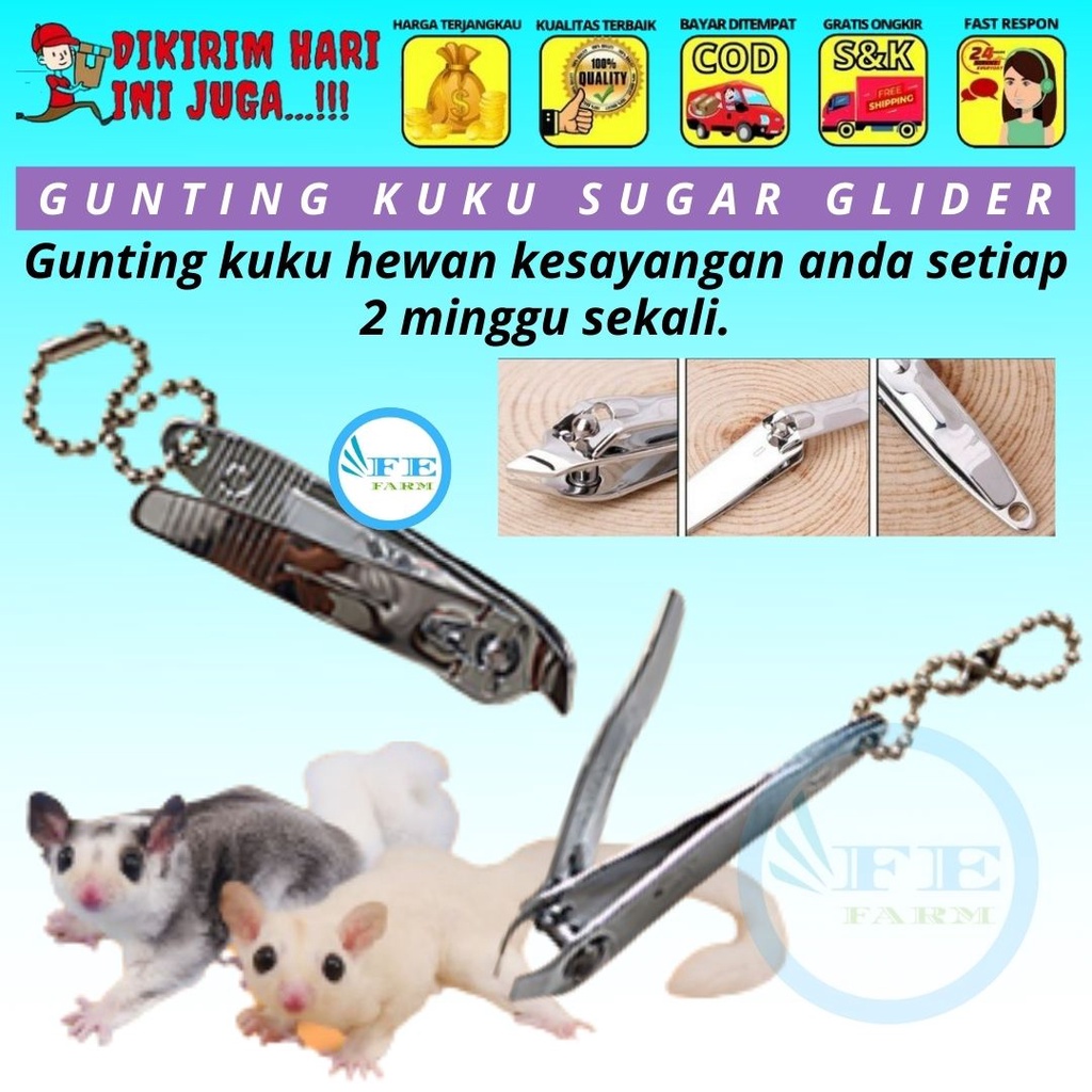 GUNTING KUKU HEWAN SUGAR GLIDER FEFARM