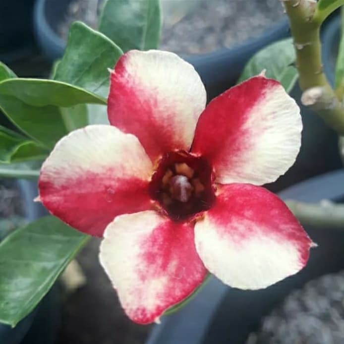 

NEW!! Bibit bunga kamboja adenium lolipop