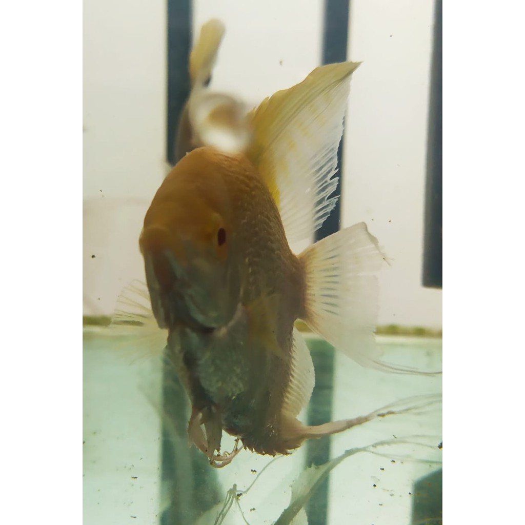 Ikan manfish platinum red eye mata merah size XXL Jumbo