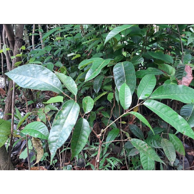 bibit tanaman kenari pohon kenari