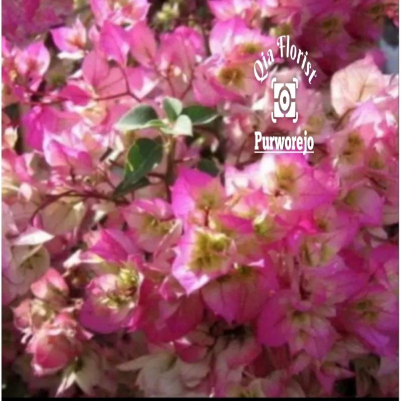 Bougenville tumpuk ceri blosom