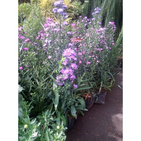 Paket Tanaman Bunga Aster Pikok (aster amellus) 100rb 8 pohon 4 Warna