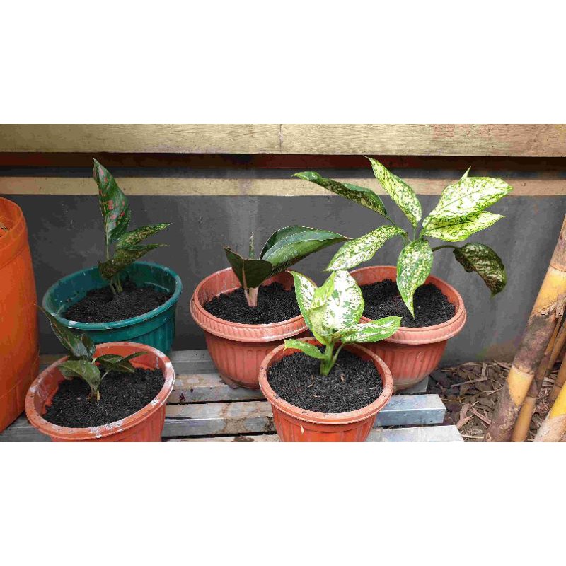 TANAMAN HIAS AGLONEMA SALJU