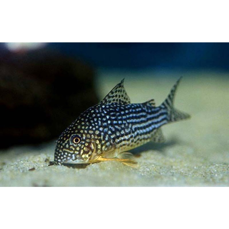 corydoras starbay