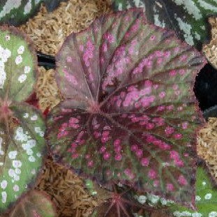 Tanaman Hias Begonia Rex Kitkat/Tanaman Hias Begonia Rex Bintik/Begonia Rex