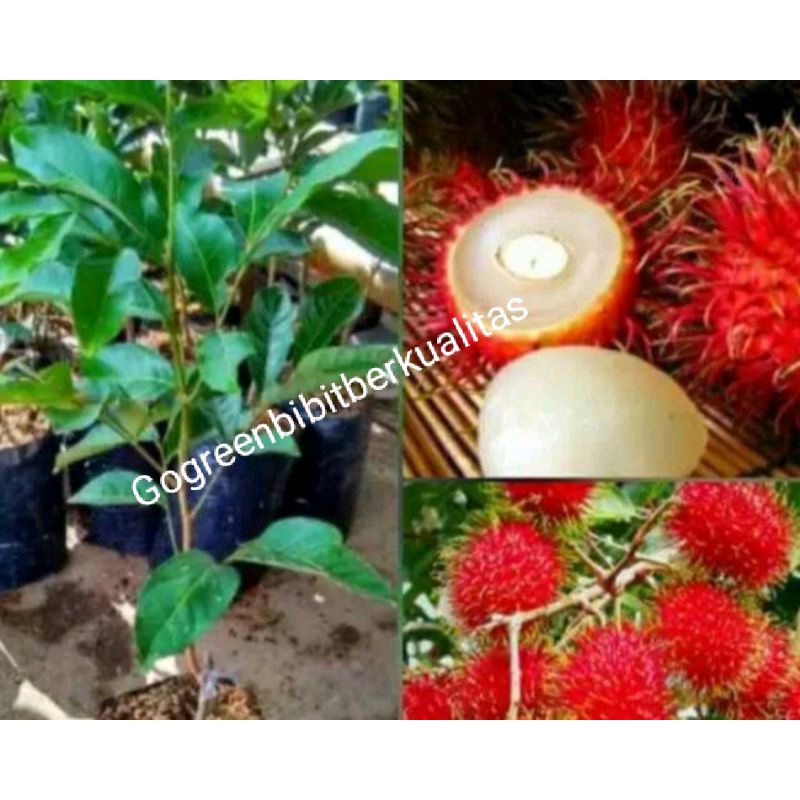Bibit rambutan Binjai stek okulasi