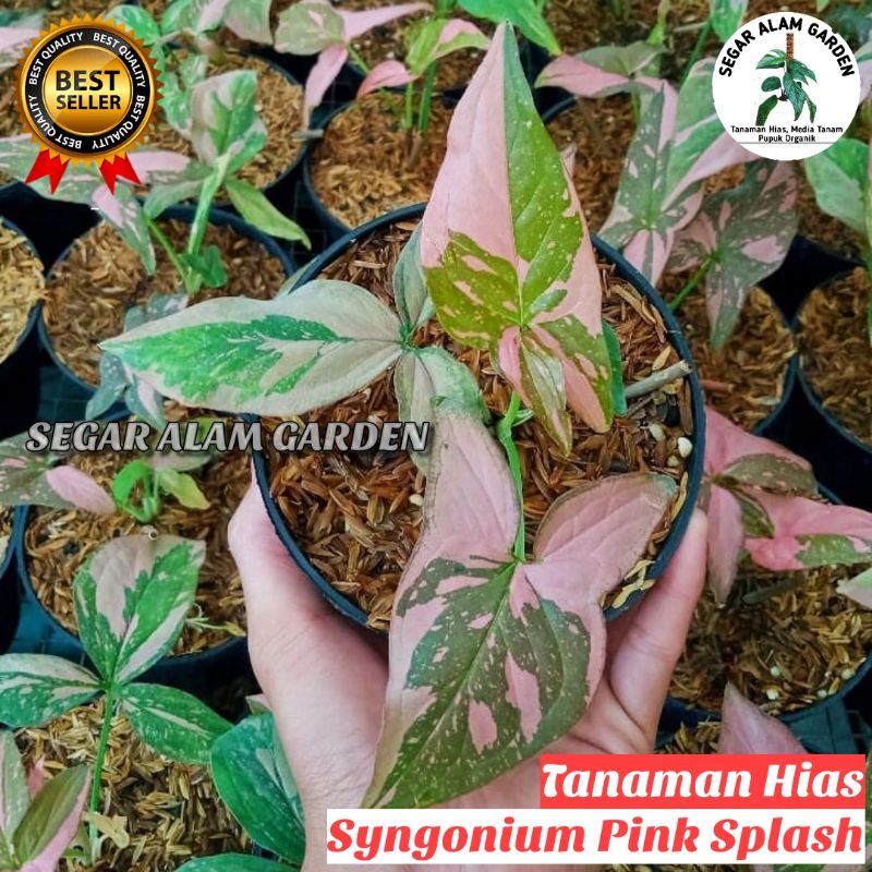 Tanaman Hias Syngonium Pink Splash - Syngonium Pink Splash