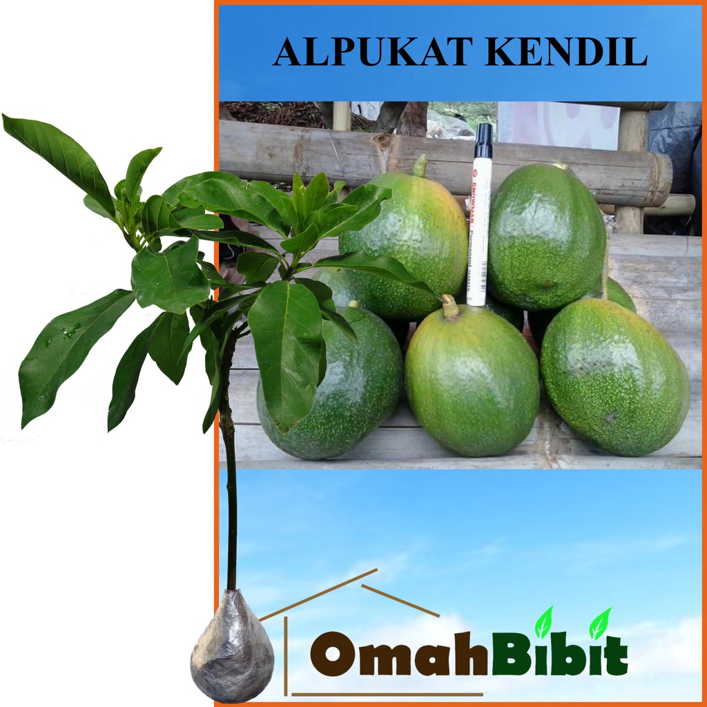 Tanaman Alpukat Kendil Tinggi 40 60 Cm Shopee Indonesia