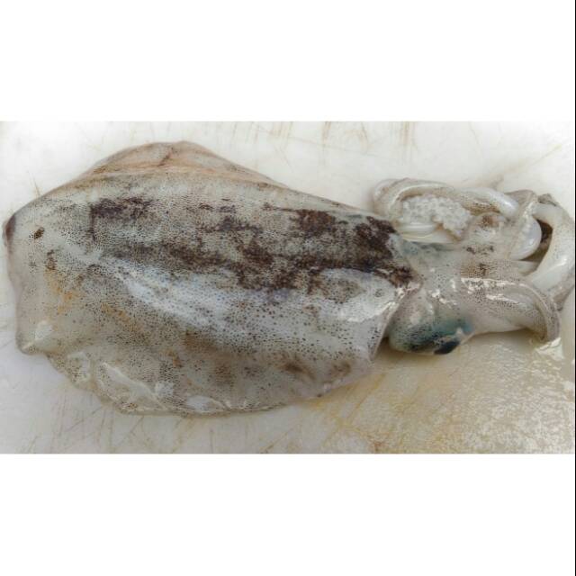 

Cumi cumi bagan laut Fresh