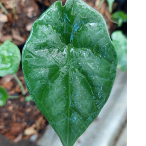 Alocasia Dragon Scale Baginda