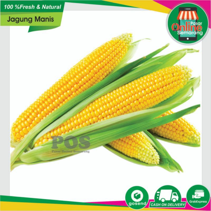 

Sayur Sayuran / Jagung Manis Besar/ Corn / Fresh dan Segar / Online Semarang / Sayuran Semarang