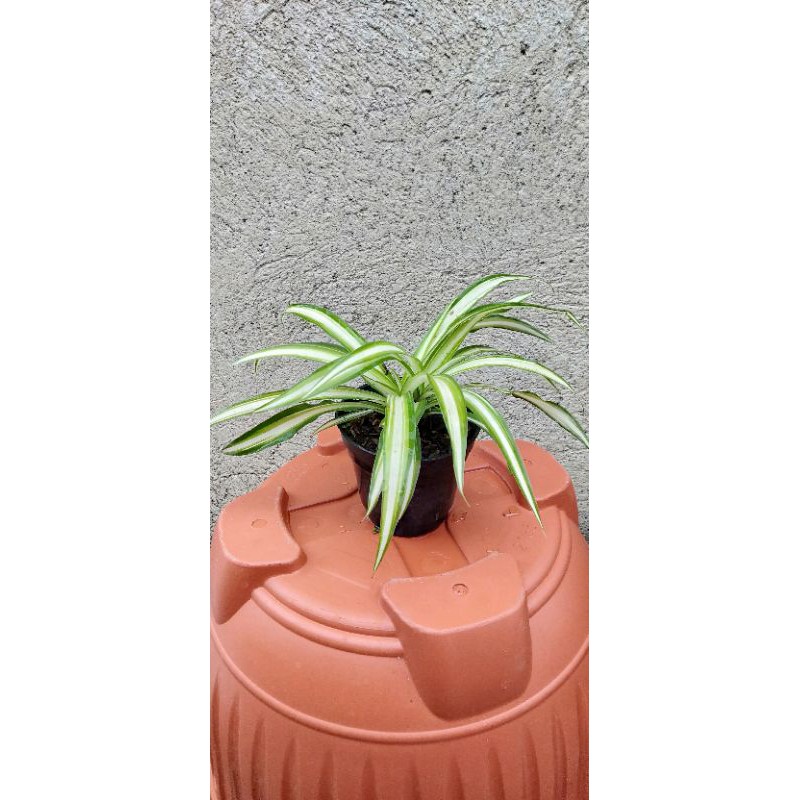 spider plant