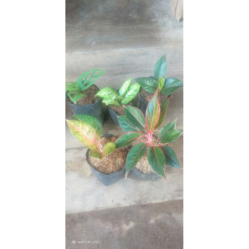 paket bibit aglonema murah