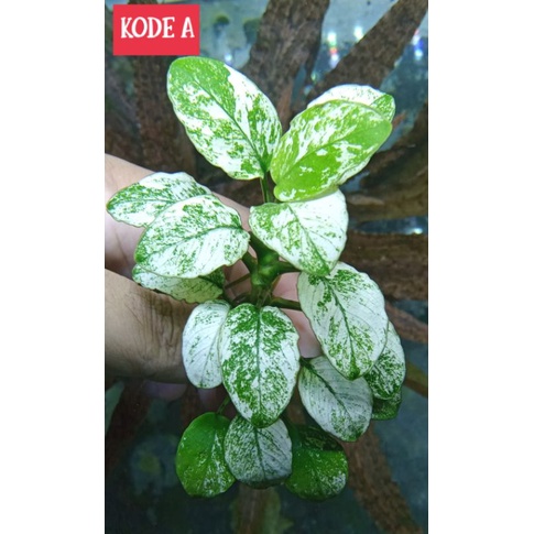 Anubias Pinto Dennerle