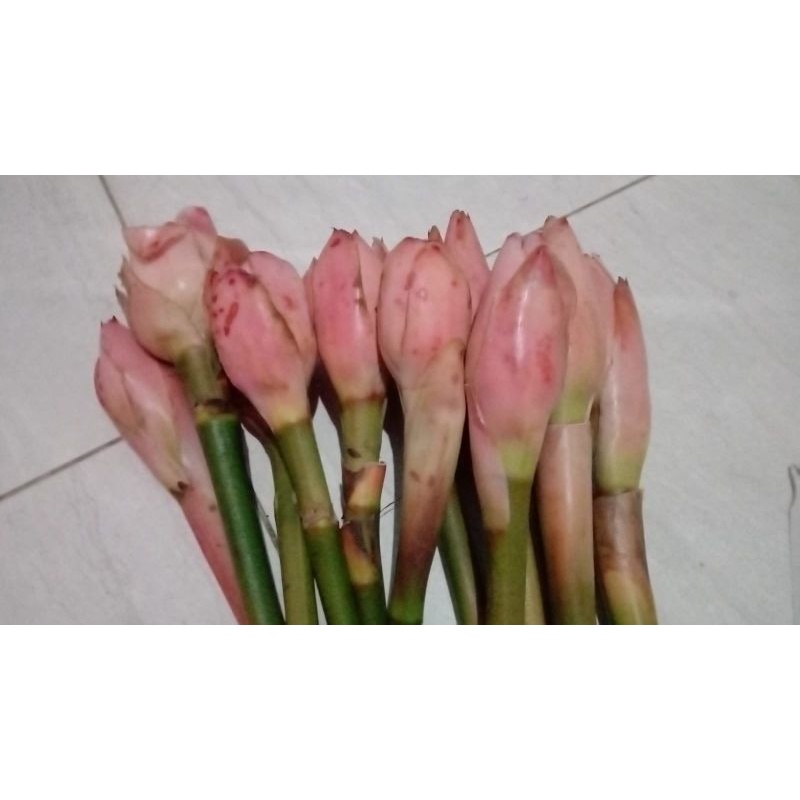 

Kecombrang/Kicung/Bunga Rias Segar 1kg