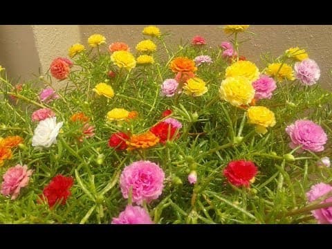 Haira Seed Bibit-Biji Bunga Mose Rose/Krokot Double Mix