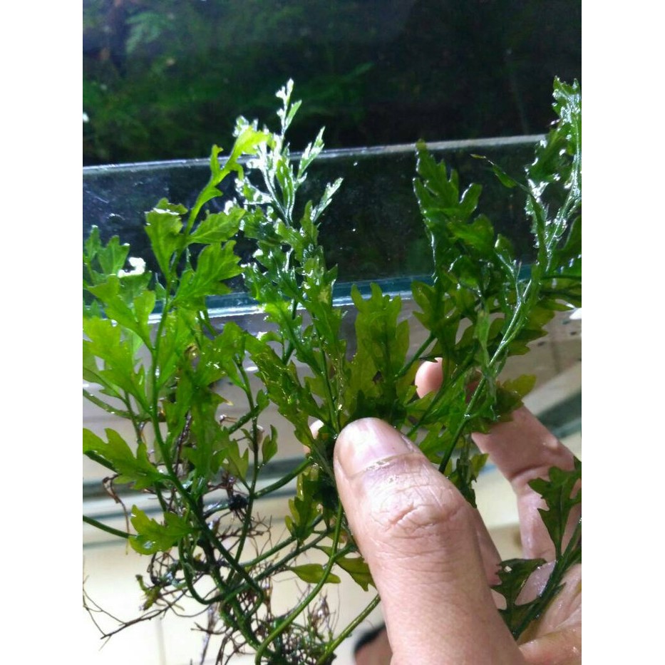 tanaman aquascape bolbitis