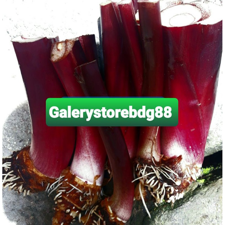 Bibit talas wulung talas hitam talas hias super 1 kg-az