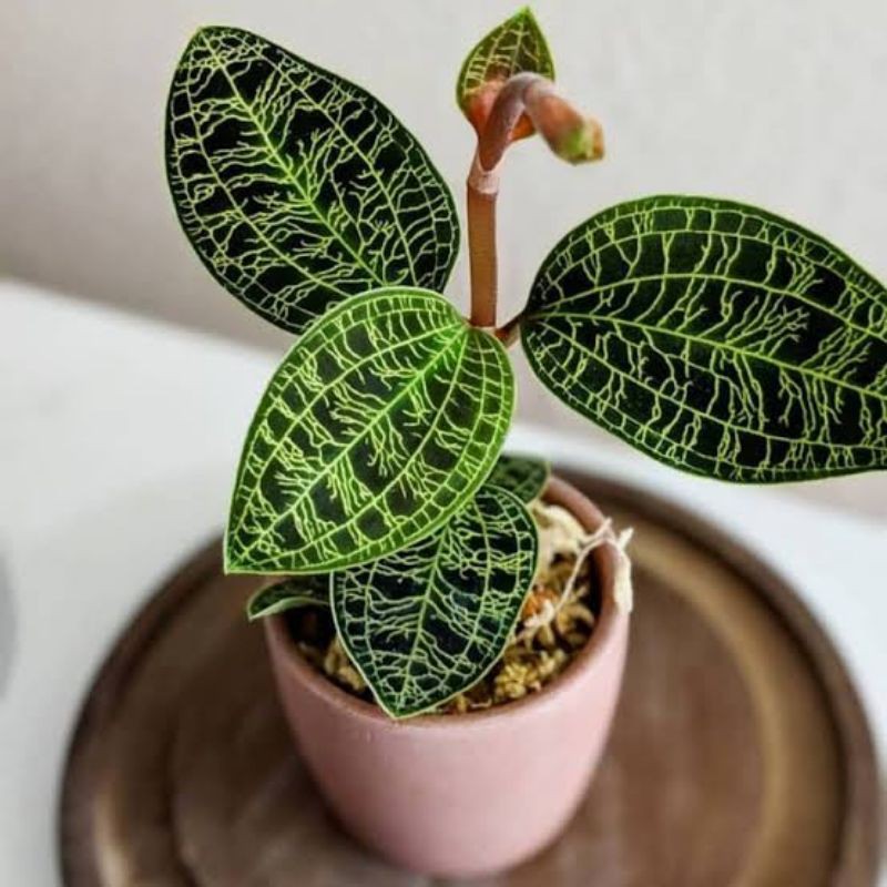 tanaman anggrek Jewel Orchid macodes petola