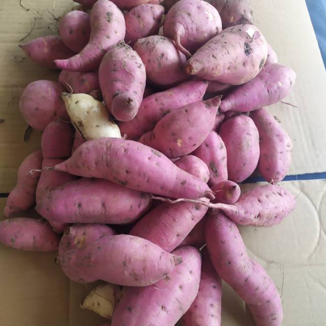 

Umbi ungu merah dan putih campur 1kg