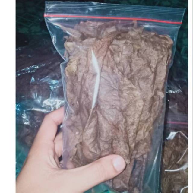 

Ketapang Laut