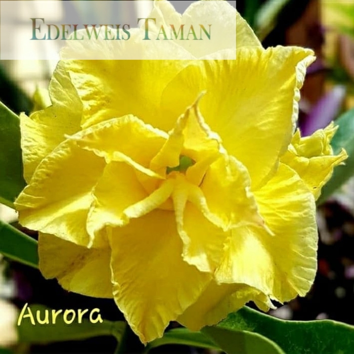 

NEW! Bibit bunga kamboja adenium aurora EDELWEIS