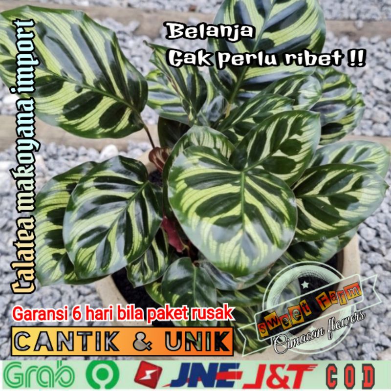 Calathea Makoyana Import Cantik Mulus / Tanaman Hias Calathea Makoyana