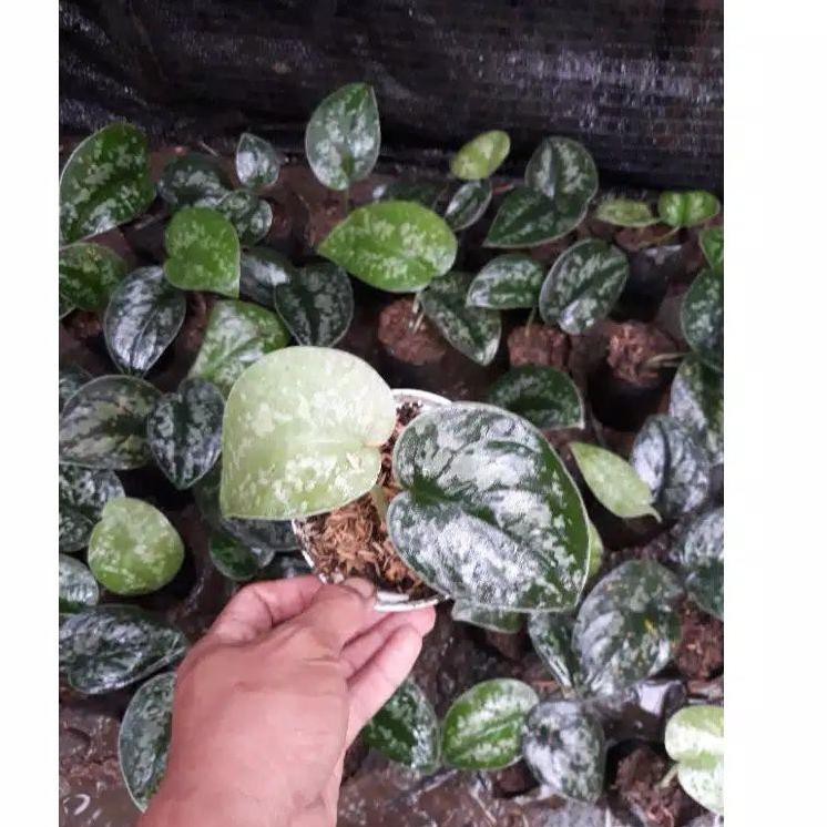 《diskonlagi》 Tanaman Hias Sirih Gading Silver/Sirih Silver/ scindapsus Silver