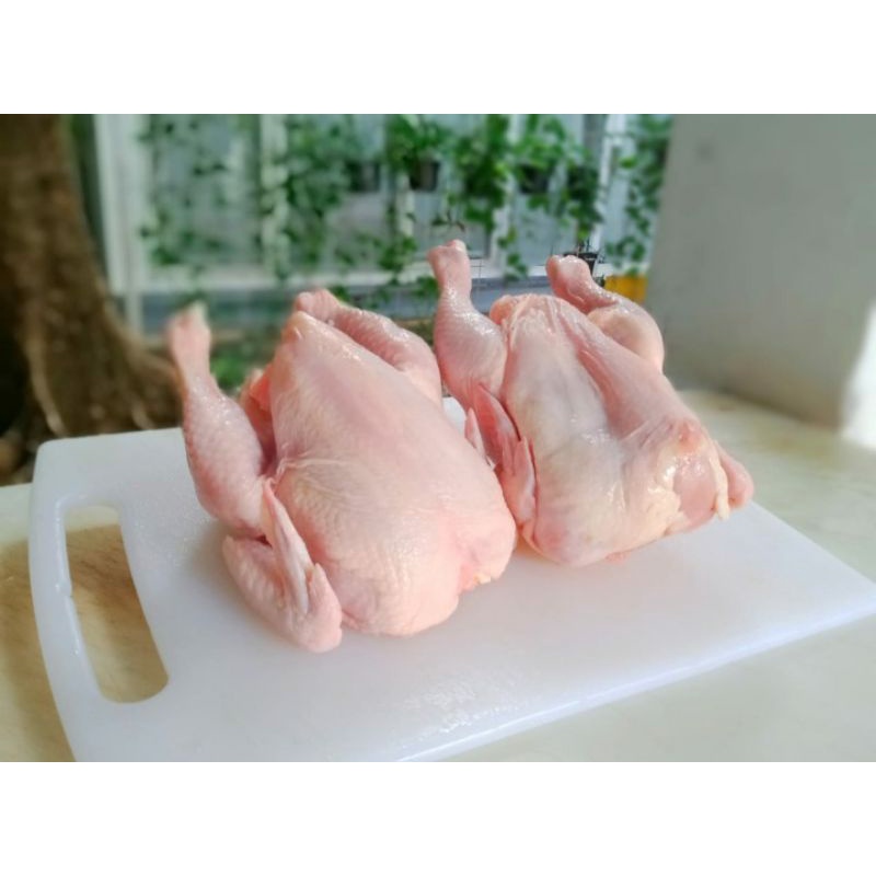 

Ayam Potong 10