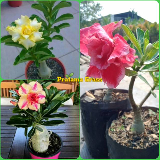 Paket 3 Pohon Adenium Kamboja Jepang - Adenium Bunga Tumpuk - Pohon Adenium Bunga Tumpuk