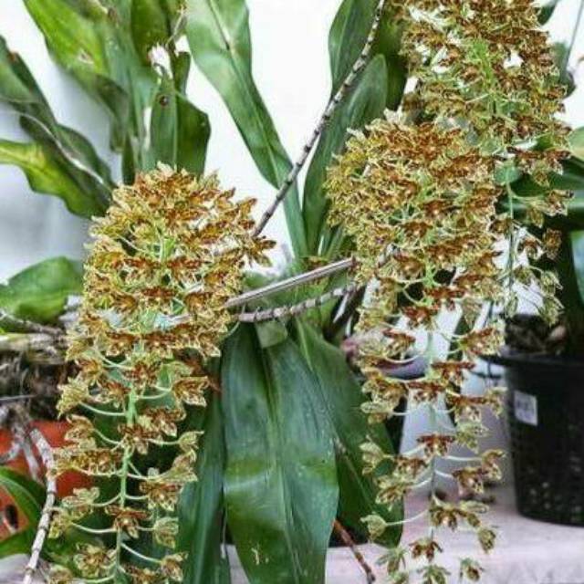 Anggrek Gramma Scriptum Rumpun Dewasa Siap Bunga