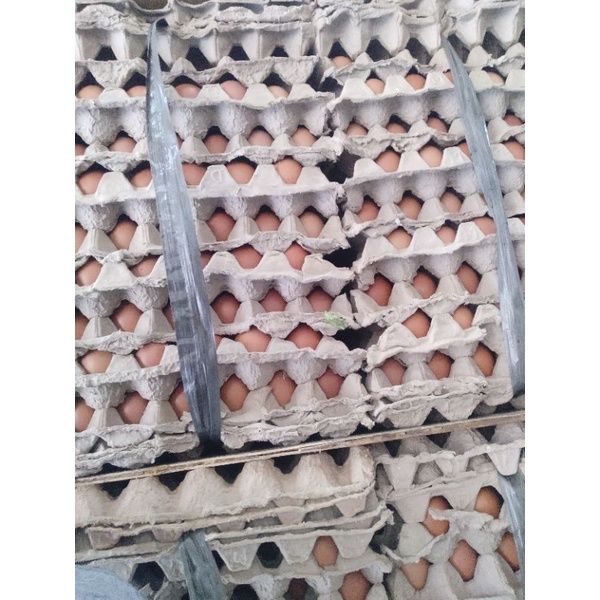 

TELUR AYAM PROTEIN CANGKANG MIX /1 kg