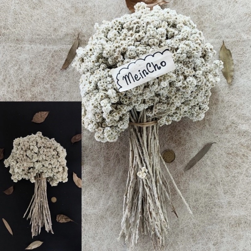 Jual (50100 tangkai) GROSIR Bunga Kering Edelweiss JUMBO Big Besar