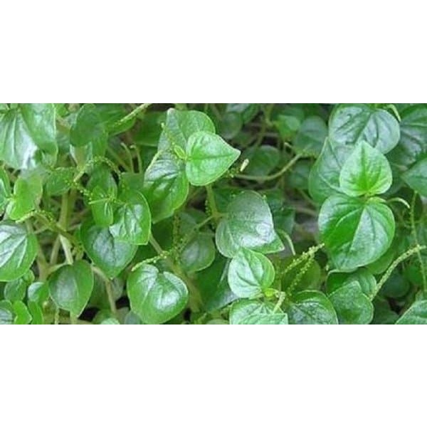 

Paket 1Kg Daun Sirih Cina/sirih Bumi Ketumpang Air/Daun Suruhan Segar