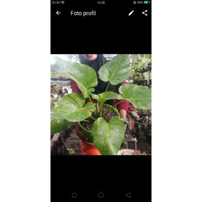 PHILO MARBEL VARIGATA JUMBO- GIGANTEUM