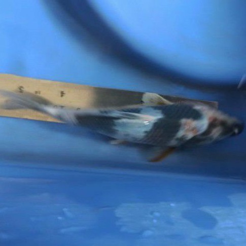 ikan koi shiro indukan Import dari breeder terkenal
