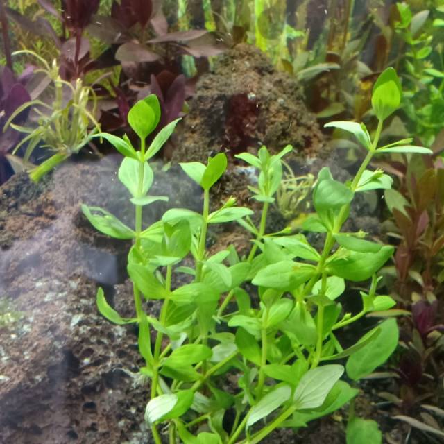 Tanaman Aquascape Bacopa Shopee Indonesia